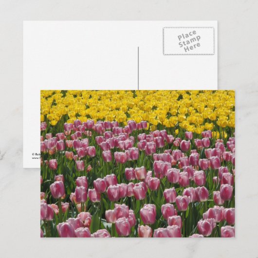 Tulpen Briefkaart (Voorkant / Achterkant)