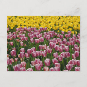 Tulpen Briefkaart