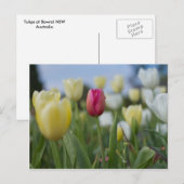 Tulpen Briefkaart (Voorkant / Achterkant)