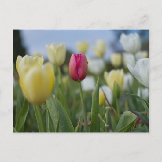 Tulpen Briefkaart (Voorkant)