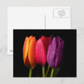 tulpen briefkaart (Voorkant / Achterkant)