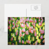 tulpen briefkaart (Voorkant / Achterkant)