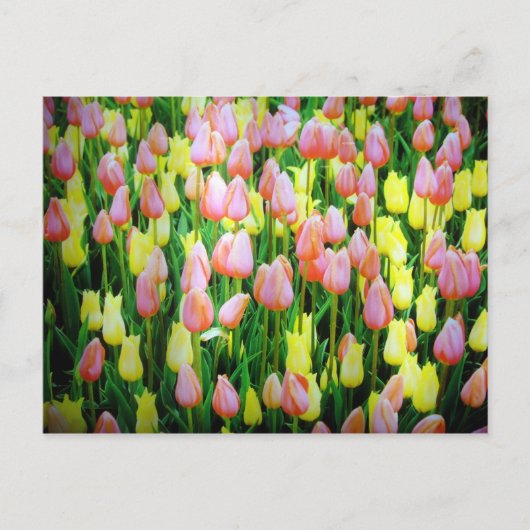 tulpen briefkaart (Voorkant)