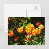 Tulpen | BRIEFKAART (Voorkant / Achterkant)