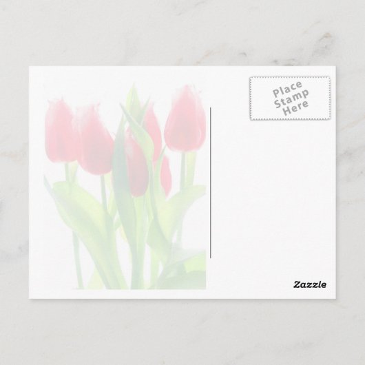 Tulpen Briefkaart (Achterkant)