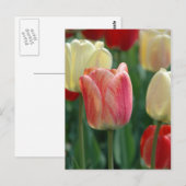 Tulpen Briefkaart (Voorkant / Achterkant)