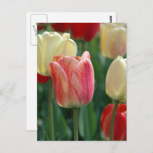 Tulpen Briefkaart (Voorkant / Achterkant)