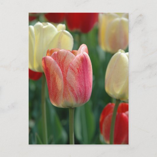 Tulpen Briefkaart (Voorkant)