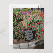 Tulpen Briefkaart (Voorkant / Achterkant)