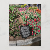 Tulpen Briefkaart (Voorkant)