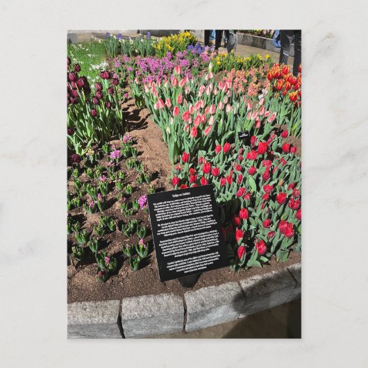 Tulpen Briefkaart (Voorkant)