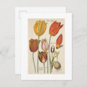 Tulpen Briefkaart (Voorkant / Achterkant)