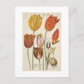 Tulpen Briefkaart (Voorkant)
