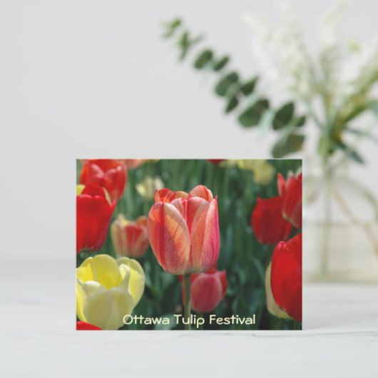 Tulpen Briefkaart (Staand voorkant)