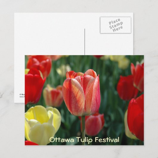 Tulpen Briefkaart (Voorkant / Achterkant)