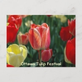 Tulpen Briefkaart