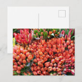 Tulpen Briefkaart (Voorkant / Achterkant)