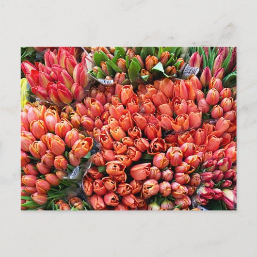 Tulpen Briefkaart (Voorkant)