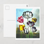  Tulpen Briefkaart (Voorkant / Achterkant)