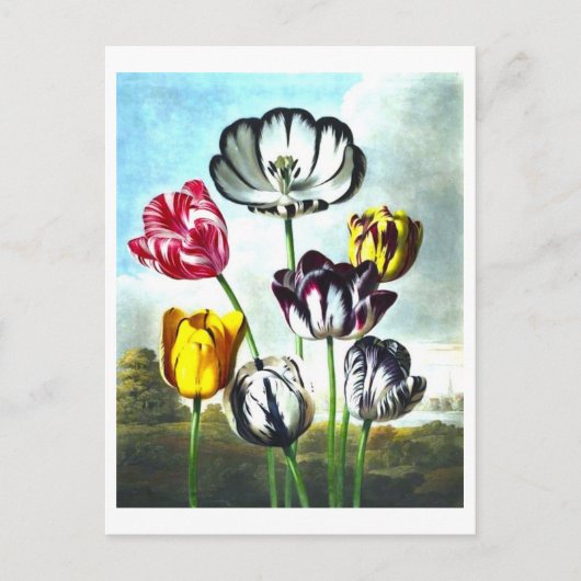  Tulpen Briefkaart (Voorkant)