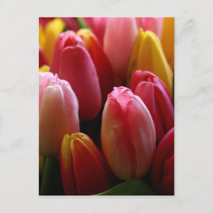Tulpen Briefkaart