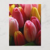 Tulpen Briefkaart (Voorkant)