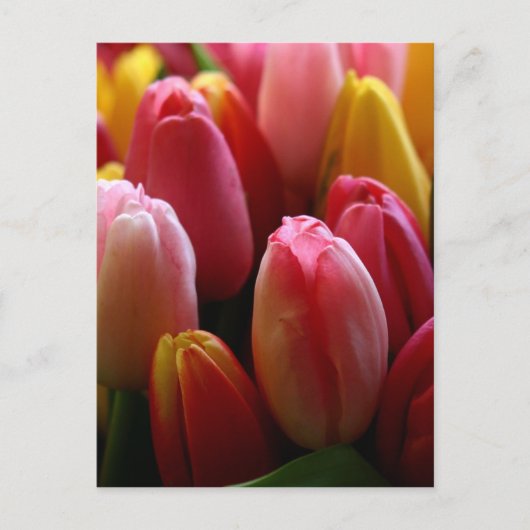 Tulpen Briefkaart (Voorkant)