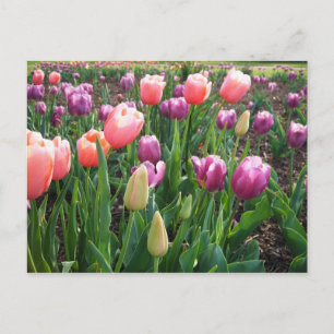 Tulpen Briefkaart