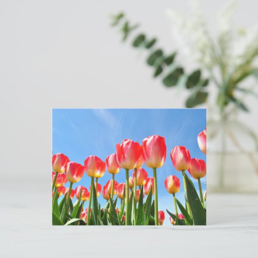 Tulpen Briefkaart (Staand voorkant)