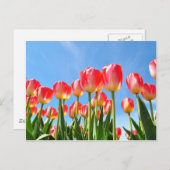 Tulpen Briefkaart (Voorkant / Achterkant)