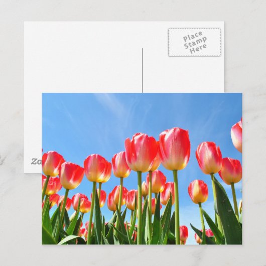 Tulpen Briefkaart (Voorkant / Achterkant)