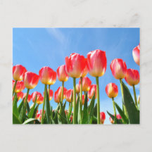 Tulpen