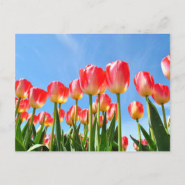 Tulpen Briefkaart