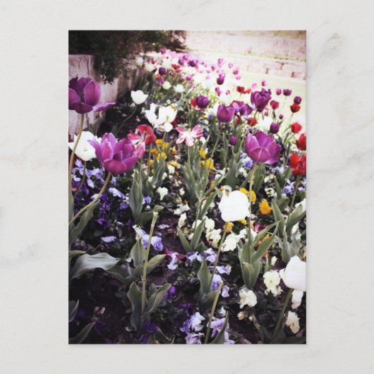 Tulpen Briefkaart (Voorkant)
