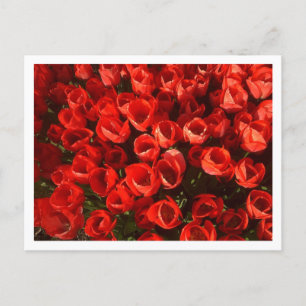 Tulpen Briefkaart