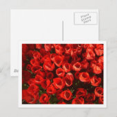 Tulpen Briefkaart (Voorkant / Achterkant)