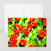 Tulpen Briefkaart (Voorkant / Achterkant)