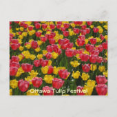 Tulpen. Briefkaart (Voorkant)