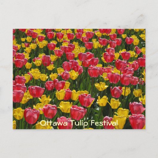 Tulpen. Briefkaart (Voorkant)
