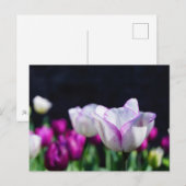 Tulpen Briefkaart van fijne grootte (Voorkant / Achterkant)