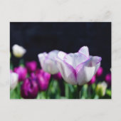 Tulpen Briefkaart van fijne grootte (Voorkant)