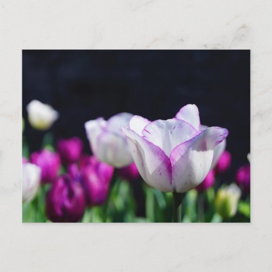 Tulpen Briefkaart van fijne grootte (Voorkant)