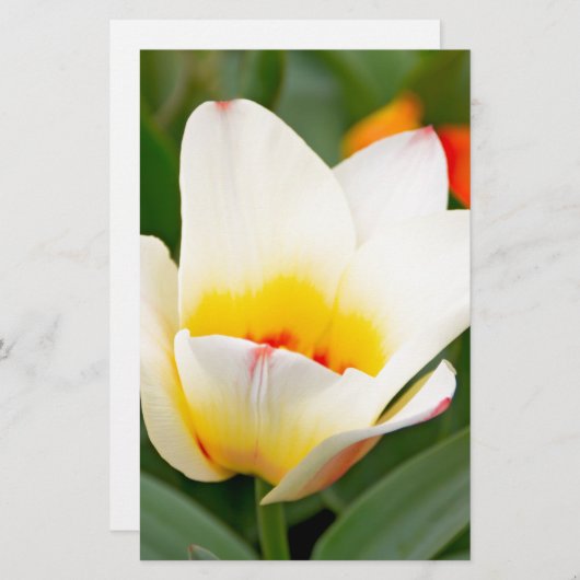 Tulpen Briefpapier (Voorkant / Achterkant)