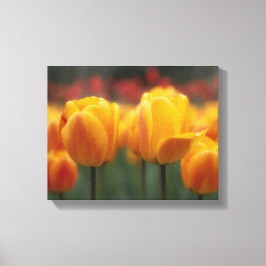 Tulpen Canvas Afdruk (Voorkant)
