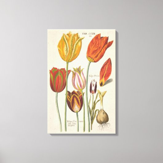 Tulpen Canvas Afdruk (Voorkant)