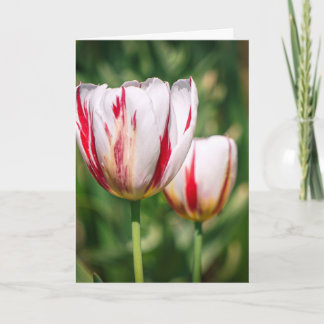 Tulpen Delight Kaart
