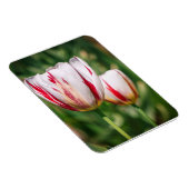 Tulpen Delight Magneet (Rechterzijde)