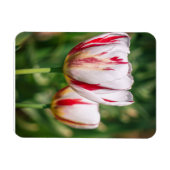 Tulpen Delight Magneet (Horizontaal)
