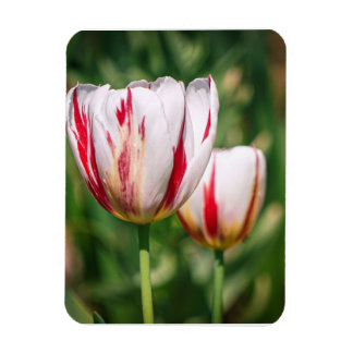 Tulpen Delight Magneet