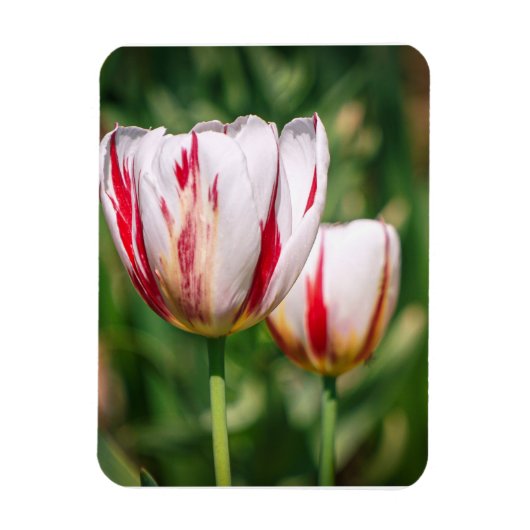 Tulpen Delight Magneet (Verticaal)